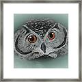 Precocious Owl #2 Framed Print
