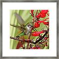 Ruby And Scarlet Framed Print