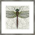Ruby Meadowhawk Dragonfly Framed Print