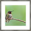 Ruby-throated Hummingbird #2 Framed Print