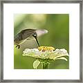 Ruby Throated Hummingbird 2016-8 Framed Print
