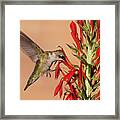 Ruby-throated Hummingbird Dining On Cardinal Flower Framed Print