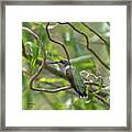 Ruby-throated Hummingbird - Female Framed Print