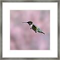 Ruby-throated Hummingbird  Flying By Framed Print