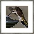 Ruby - Throated Hummingbird Framed Print