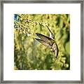 Ruby Throated Hummingbird Framed Print