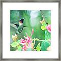 Ruby-throated Hummingbird Framed Print