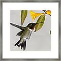 Ruby-throated Hummingbird With Jasmine Framed Print