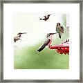 Ruby-throated Hummingbirds Framed Print