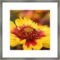 Rudbeckia Framed Print