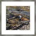 Ruddy Turnstone Framed Print