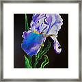 Ruffled Iris Framed Print
