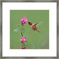 Rufous Hummingbird Enjoying Sweet Nectar Framed Print