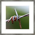 Rusted Barb Wire Framed Print