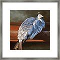 Rustic Elegance - White Peahen Framed Print