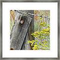 Rustic Fence And Wild Flowers Montana Framed Print