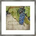 Rustic Vineyard - Shiraz Wine Grapes Over Stone Framed Print