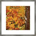 Rusty Autumn Fall Color Leaves In The Blue Ridge Framed Print