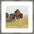 Rut Season For Buffalo 0077 Framed Print