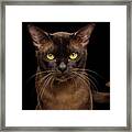 Sable Burmese Cat Framed Print