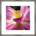 Sacred Lotus #3 Framed Print