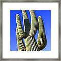 Saguaro Cactus - Arizona Framed Print