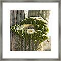 Saguaro Cactus Bloom Framed Print