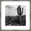 Saguaro Cactus Framed Print