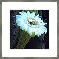 Saguaro Flower Framed Print