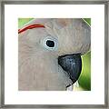 Salmon Crested Moluccan Cockatoo Framed Print