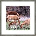 Salt River Wild Horses In Winter Framed Print