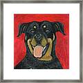 Sam The Rottewieler Framed Print