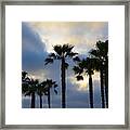 San Diego Palm Trees Framed Print