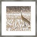 Sandhill Crane 2016-3 Framed Print