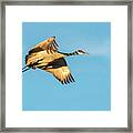 Sandhill Crane In Flight Framed Print