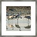 Sandhill Crane Reflections Framed Print