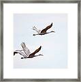 Sandhill Cranes Flying Framed Print