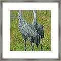 Sandhill Cranes He And She Framed Print