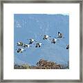 Sandhill Cranes In Flight Framed Print