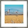 Sandhill Cranes In Flight Framed Print