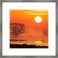 Sandhill Cranes In The Misty Sunrise Framed Print
