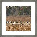 Sandhill Cranes 1 Framed Print