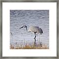 Sandhill On The Shore Framed Print