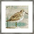 Sandpiper I Framed Print