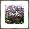 Santa Clara Redbud Framed Print