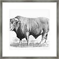 Santa Gertrudis Bull Framed Print