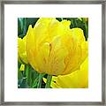 Sassy Yellow Tulip Framed Print