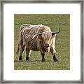 Sauvie Island Cow Framed Print