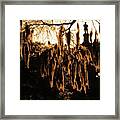Savannah Confederate Moss Sunset Framed Print