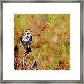 Savannah Sparrow . Texture . Square . 40d5883 Framed Print